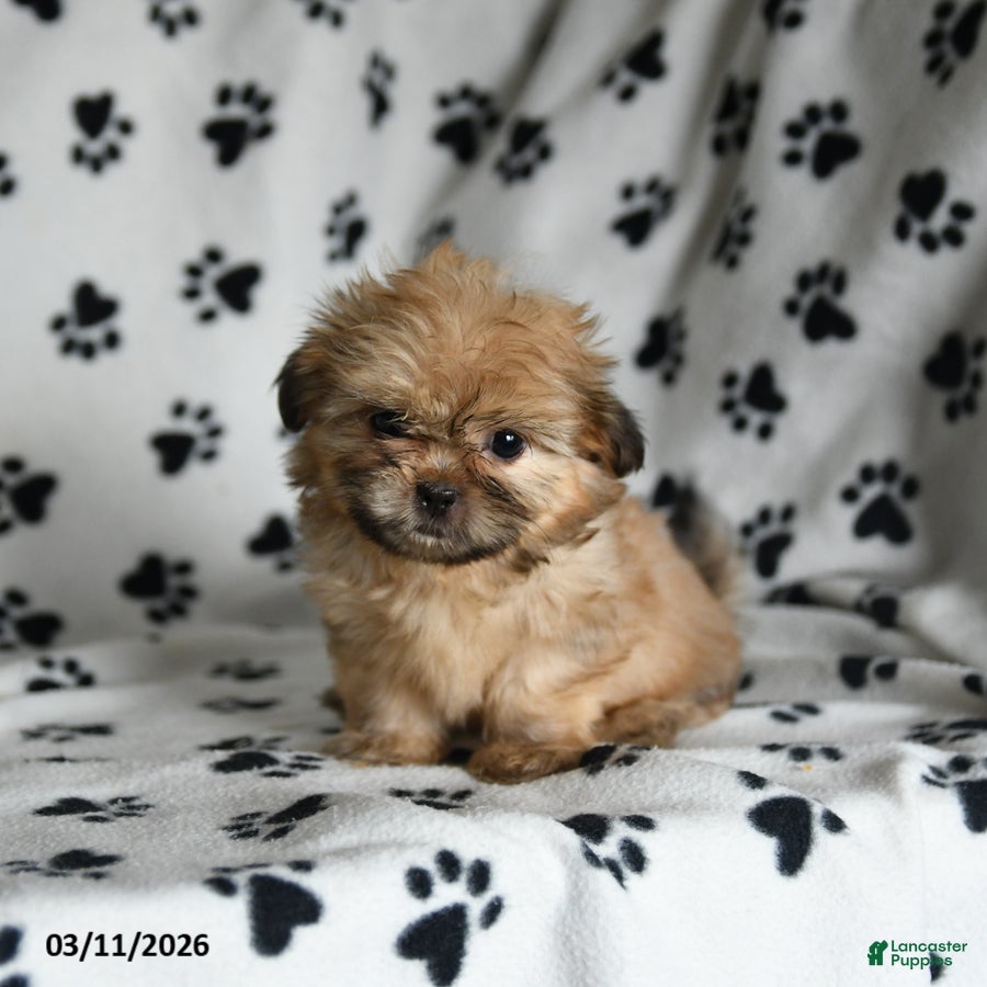 Shih Tzu dogs Zorro - Ad 2
