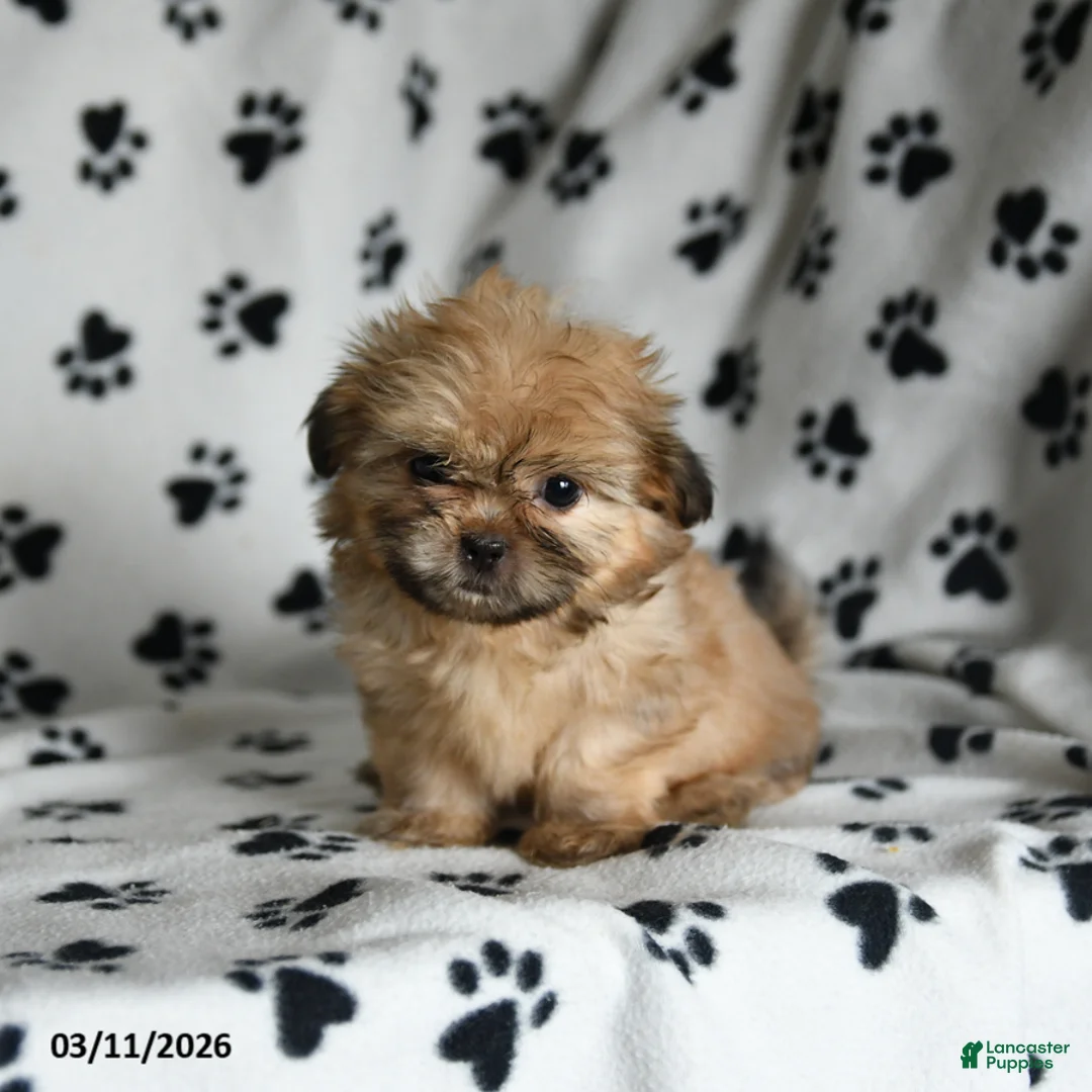 Shih Tzu dogs for sale: Zorro - Ad 2