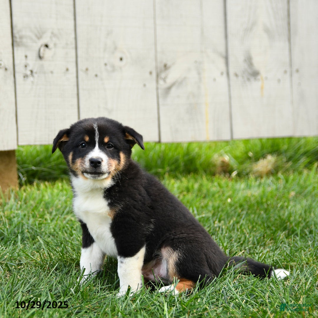 Mixed Breed dogs for sale: Moki - Ad 6