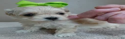 Maltipoo dogs for sale: Myles 1 lb 5 ozs - Ad 4