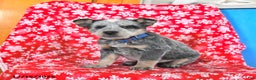 Australian Cattle Dog dogs for sale: Jack  - Ad 3