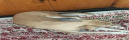 Mixed Breed dogs for sale: Mixed Breed 1 - Ad 6