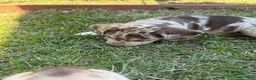 Catahoula Leopard Dog dogs for sale: Purdy aka Vicki - Ad 4