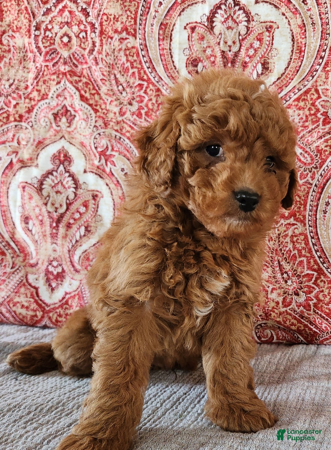 Mini Goldendoodle dogs for sale: Sam - Ad 4