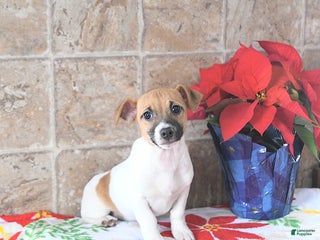 Jack Russell Terrier dogs Aurora - Ad 2