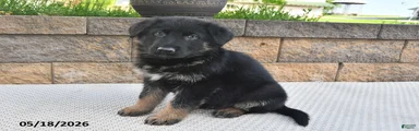 Harley