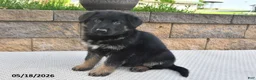 German Shepherd dogs for sale: Harley - Ad 1