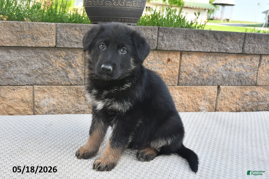 German Shepherd dogs for sale: Harley - Ad 1