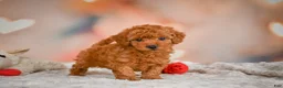 Toy Poodle dogs for sale: Benji - Ad 8