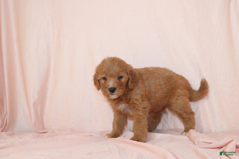 Goldendoodle dogs Weston - Ad 2