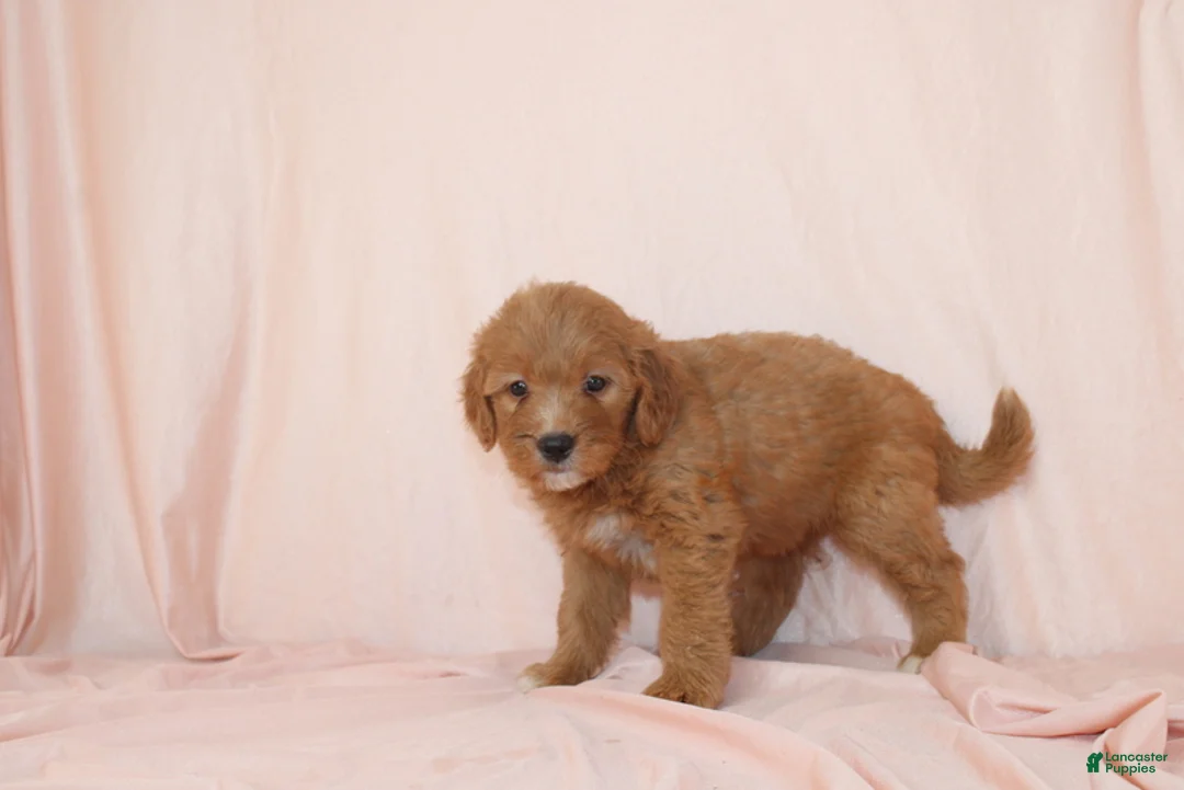 Goldendoodle dogs for sale: Weston - Ad 2