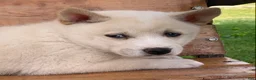 Alaskan Klee Kai dogs for sale: Blue Eyes Little Beau~! - Ad 3