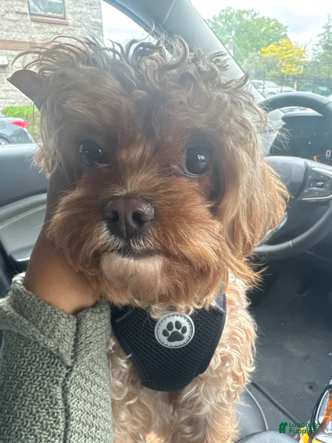 Mixed Breed dogs for sale: Mixed Breed Puppy 1 - Ad 2