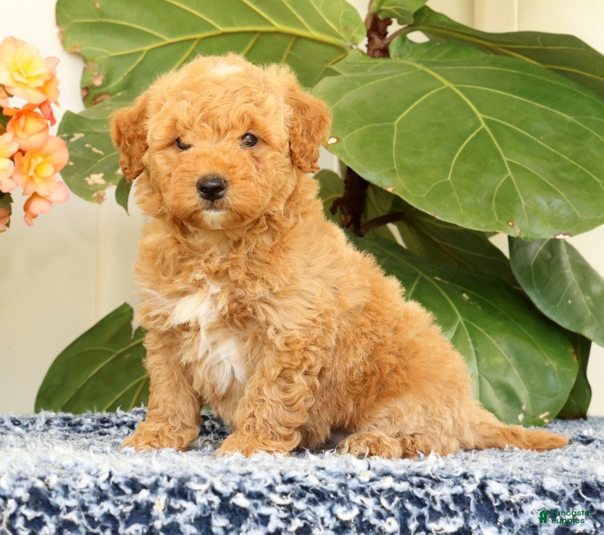 Mini Goldendoodle dogs Clark - Ad 1