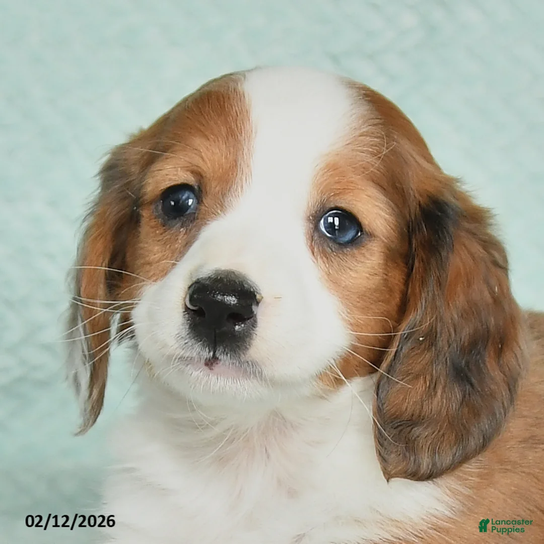 Miniature Dachshund dogs for sale: Dreamer - Ad 4