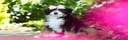 Mini Bernedoodle dogs for sale: LuLu - Ad 10