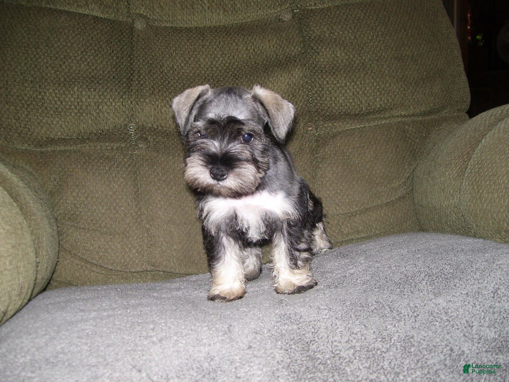 Miniature Schnauzer dogs for sale: LUCY - Ad 2