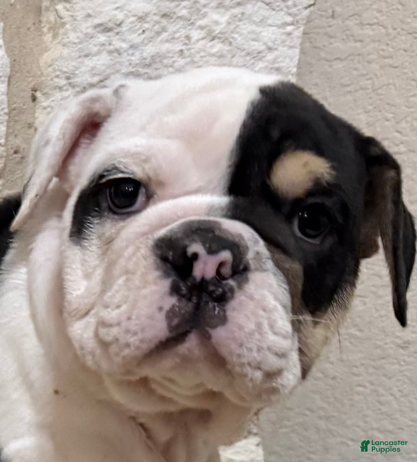 English Bulldog dogs Marley - Ad 1