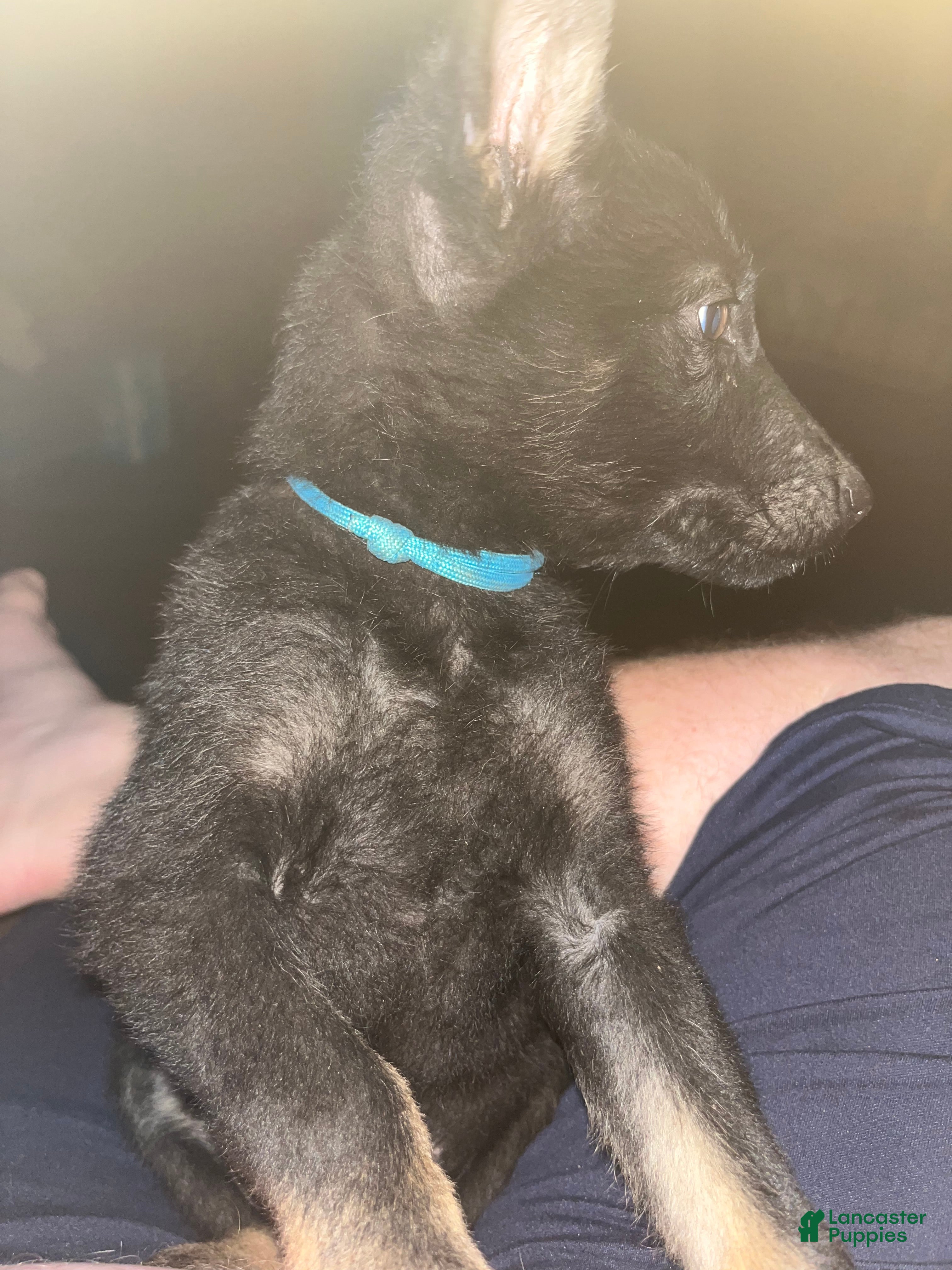 German Shepherd dogs Blue - Ad 16