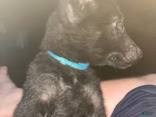 German Shepherd dogs Blue - Ad 26