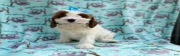 Cavapoo dogs for sale: Paris - Ad 3