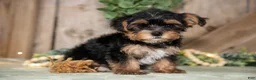 Yorkshire Terrier dogs for sale: Tony - Ad 2
