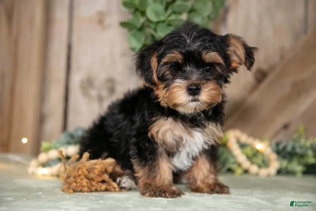 Yorkshire Terrier dogs for sale: Tony - Ad 2