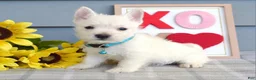 West Highland Terrier dogs for sale: Brody  - Ad 8