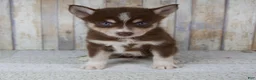 Pomsky dogs for sale: Chloe - Ad 4