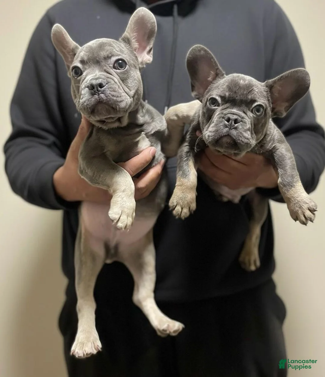 French Bulldog dogs for sale: French Bulldog Puppy 2 - Ad 1