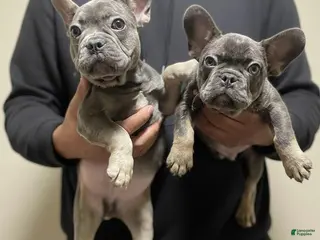 French Bulldog dogs French Bulldog Puppy 2 - Ad 9