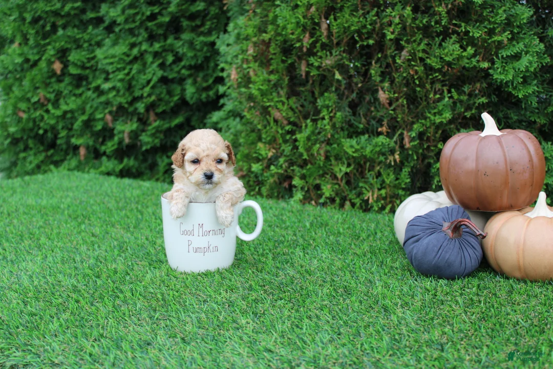 Toy Poodle dogs for sale: AKC Ellie(tiny) - Ad 2