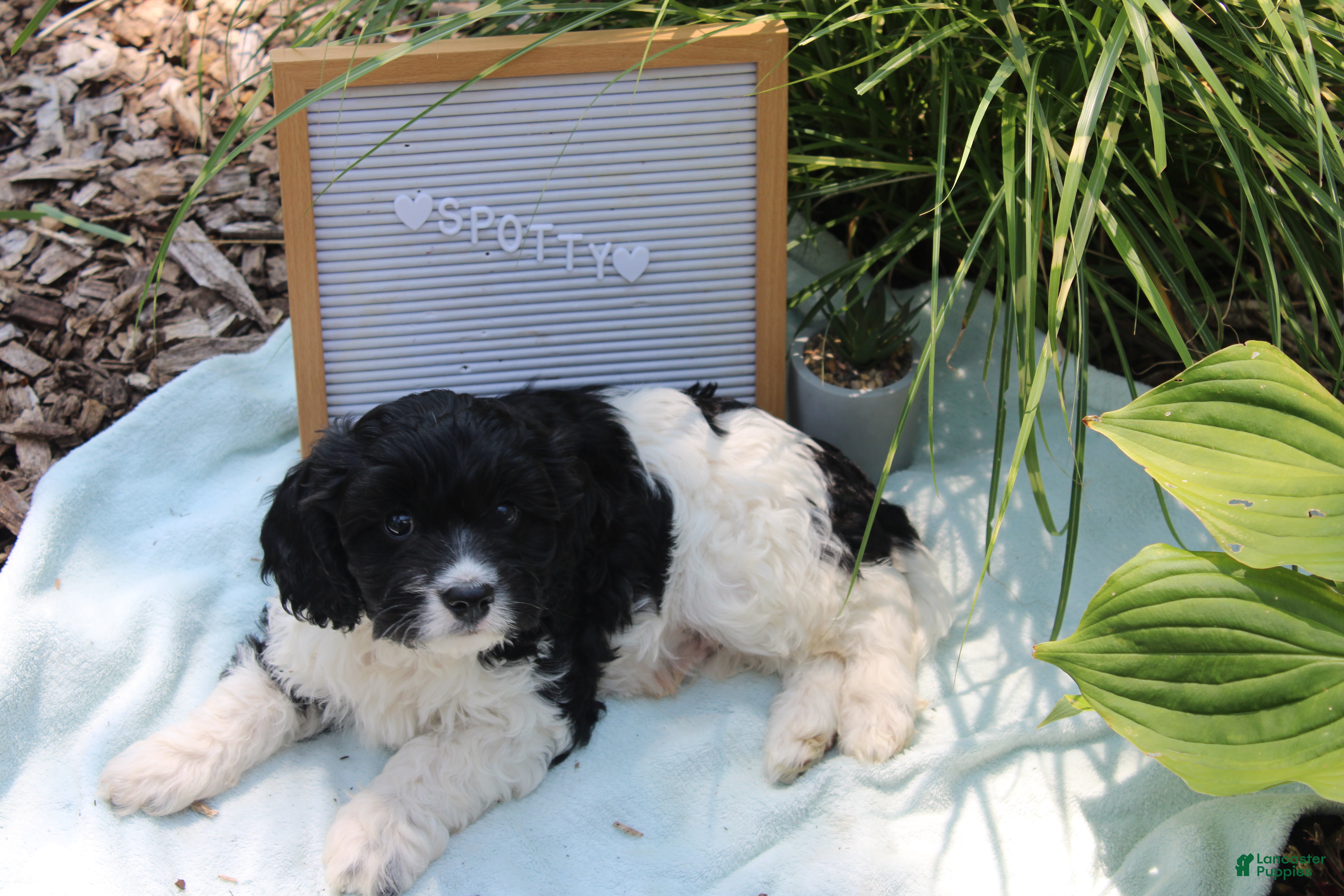 Cavapoo dogs Spotty - Ad 1