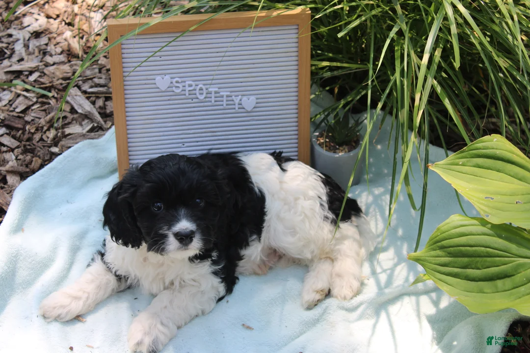 Cavapoo dogs for sale: Spotty - Ad 1