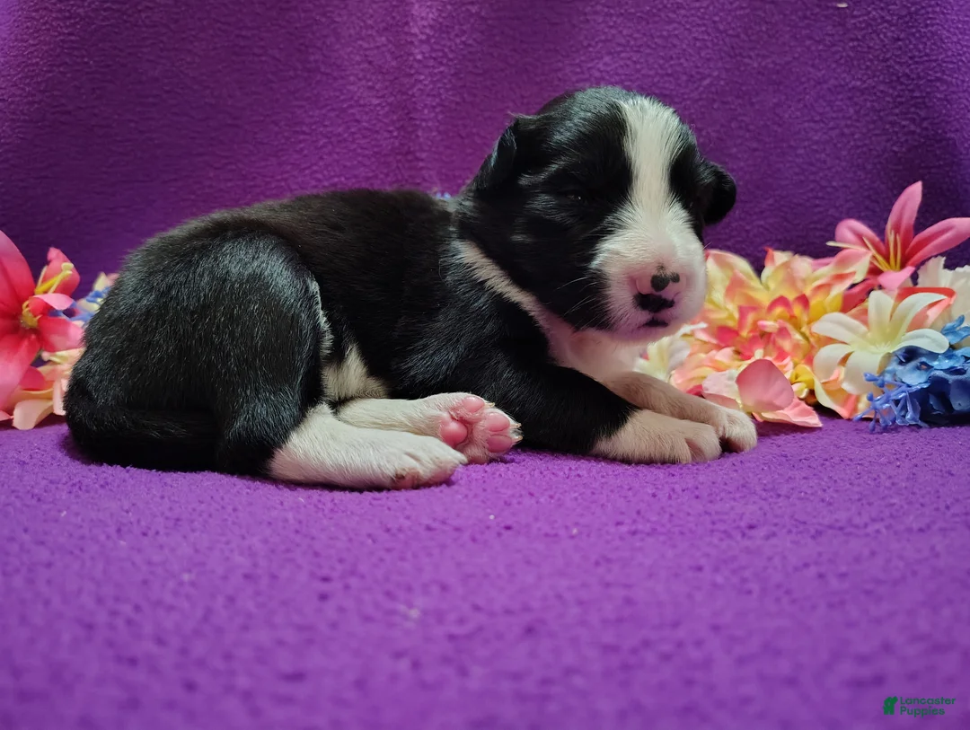 Border Collie dogs for sale: Ally - Ad 1