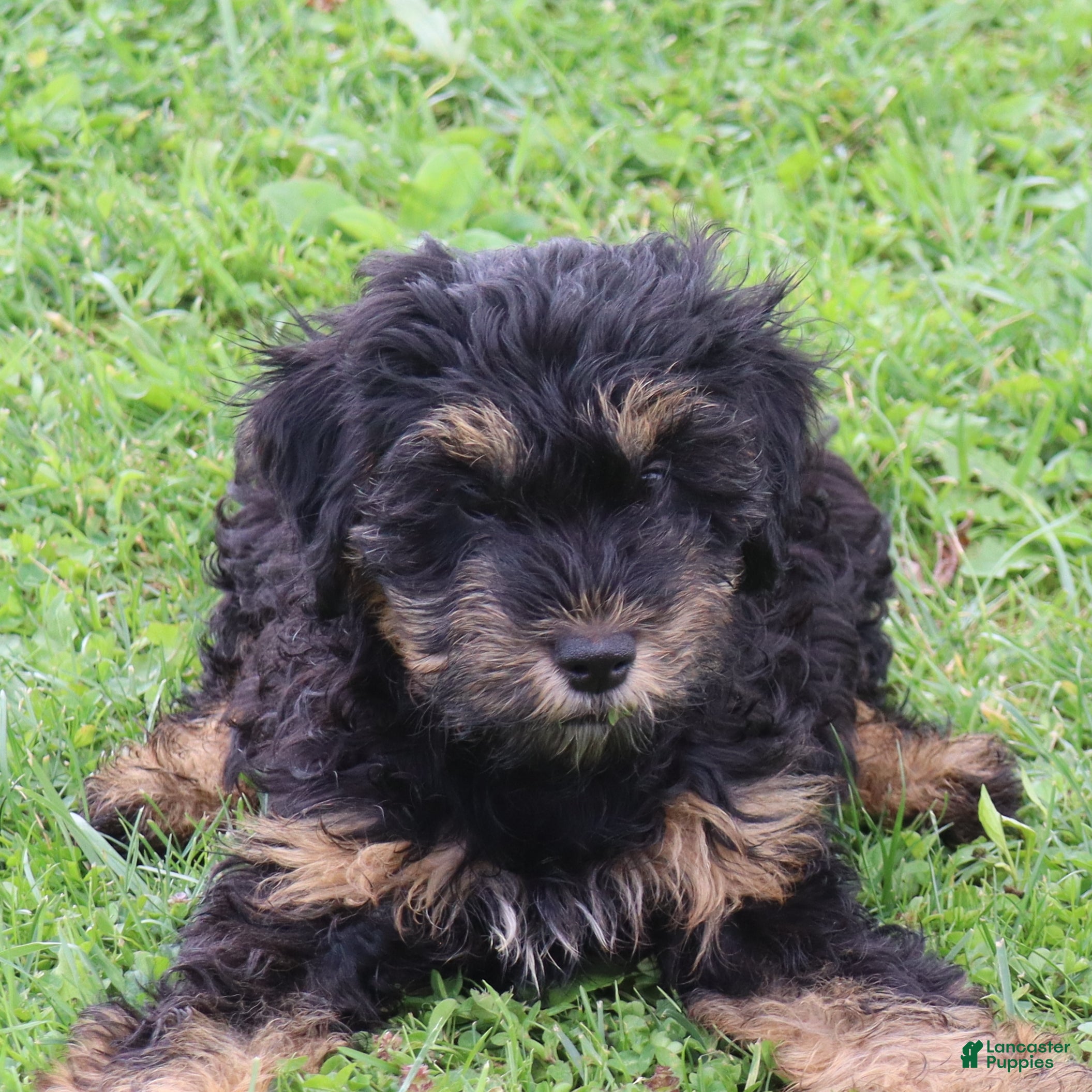 Mini Goldendoodle dogs Faye - Ad 1