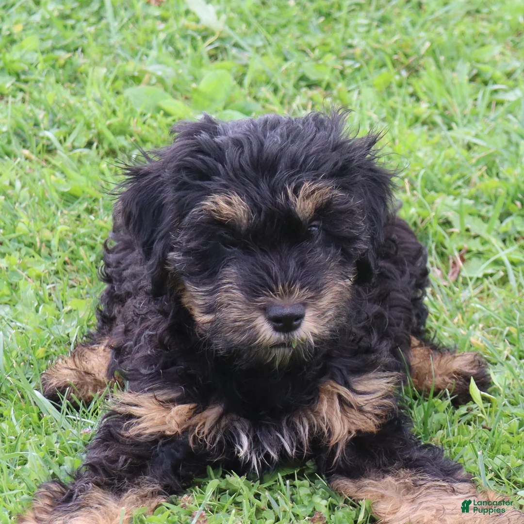 Mini Goldendoodle dogs for sale: Faye - Ad 1