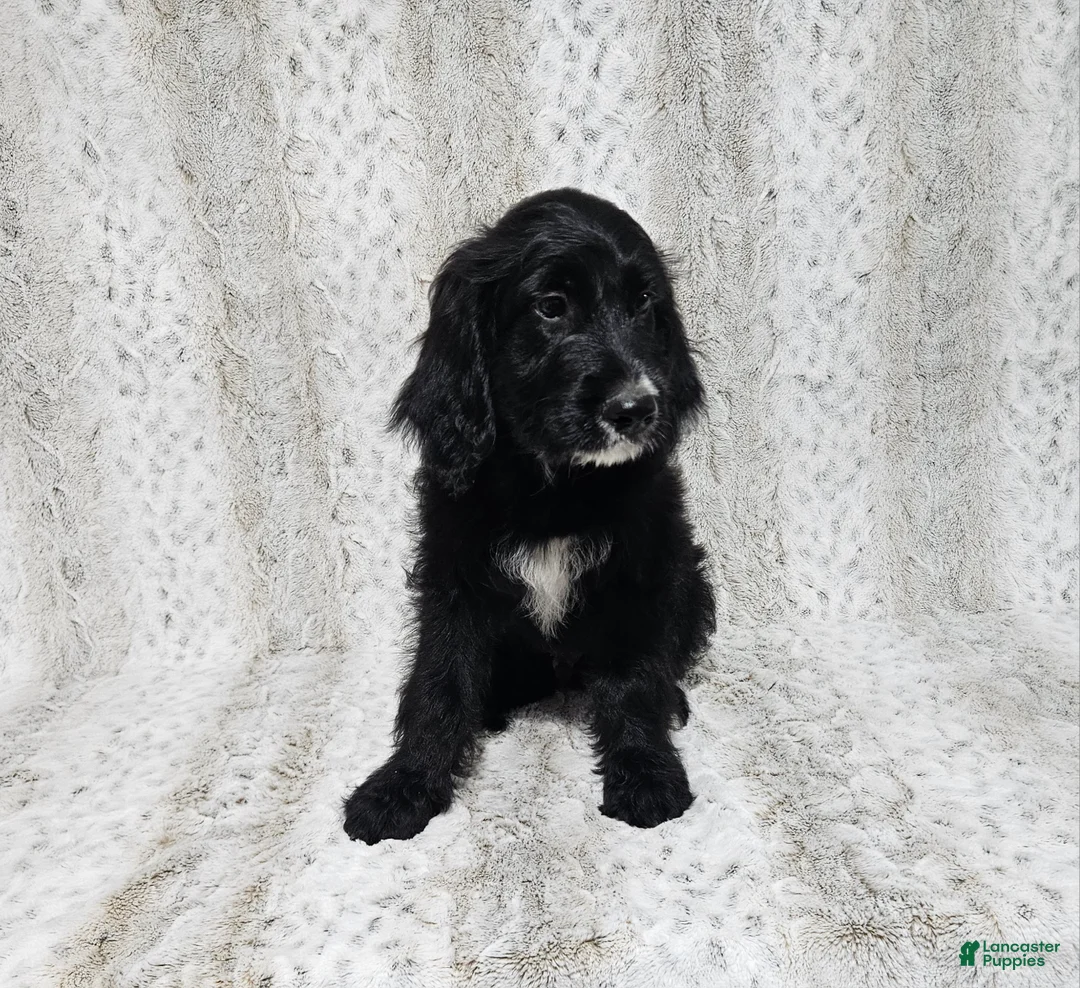 Goldendoodle dogs for sale: F1 Squash - Ad 2