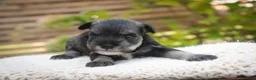 Miniature Schnauzer dogs for sale: Georgia Miniature Schnauzer - Ad 4