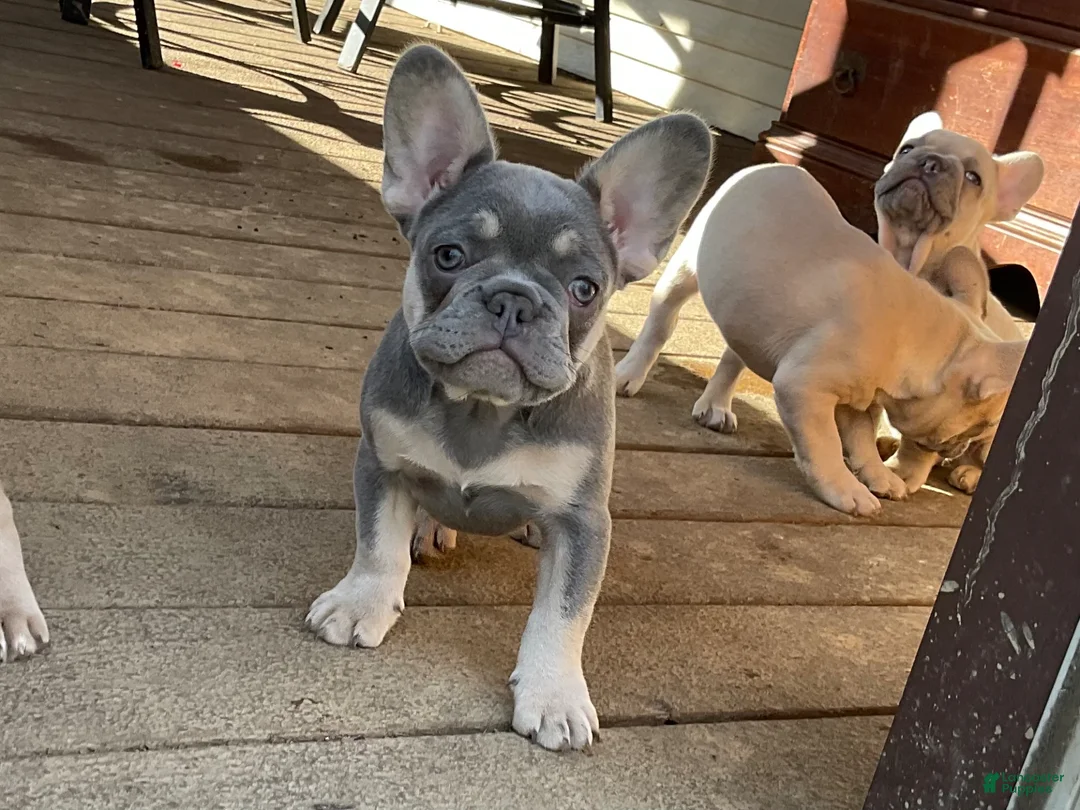 French Bulldog dogs for sale: French Bulldog Puppy 1 - Ad 2