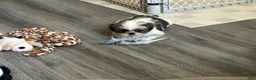Shih Tzu dogs for sale: Shih Tzu 1 - Ad 1