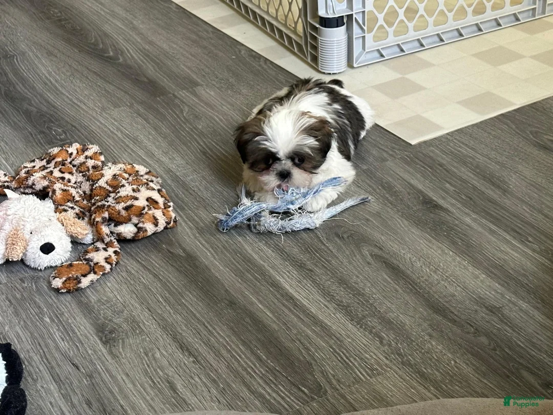 Shih Tzu dogs for sale: Shih Tzu 1 - Ad 1