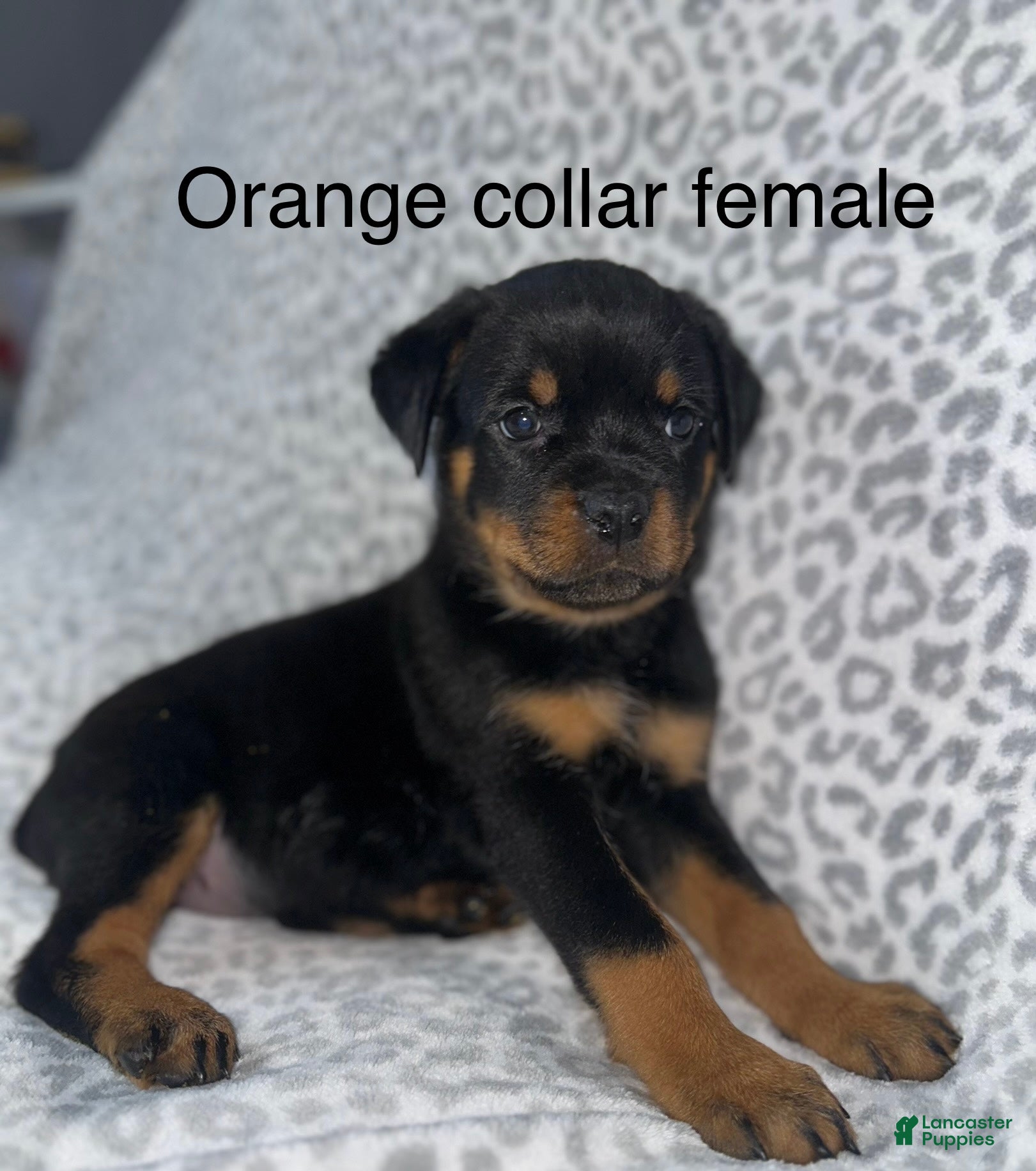 Rottweiler dogs Orange female  - Ad 1