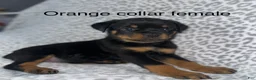 Rottweiler dogs for sale: Orange female  - Ad 1