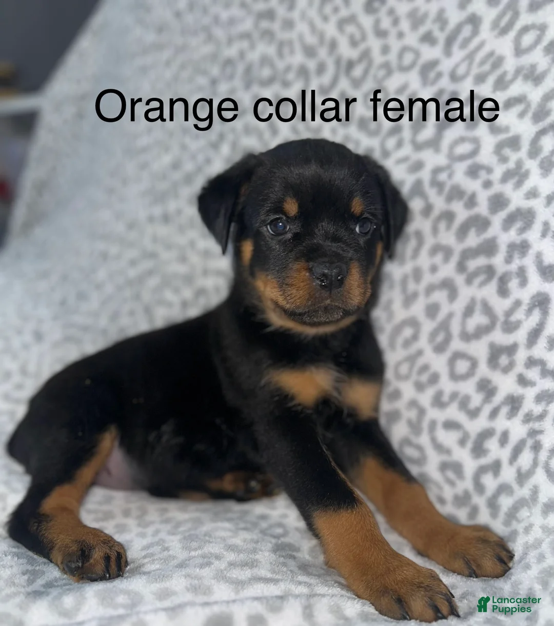 Rottweiler dogs for sale: Orange female  - Ad 1