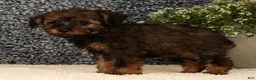 Yorkiepoo dogs for sale: Unice - Ad 6