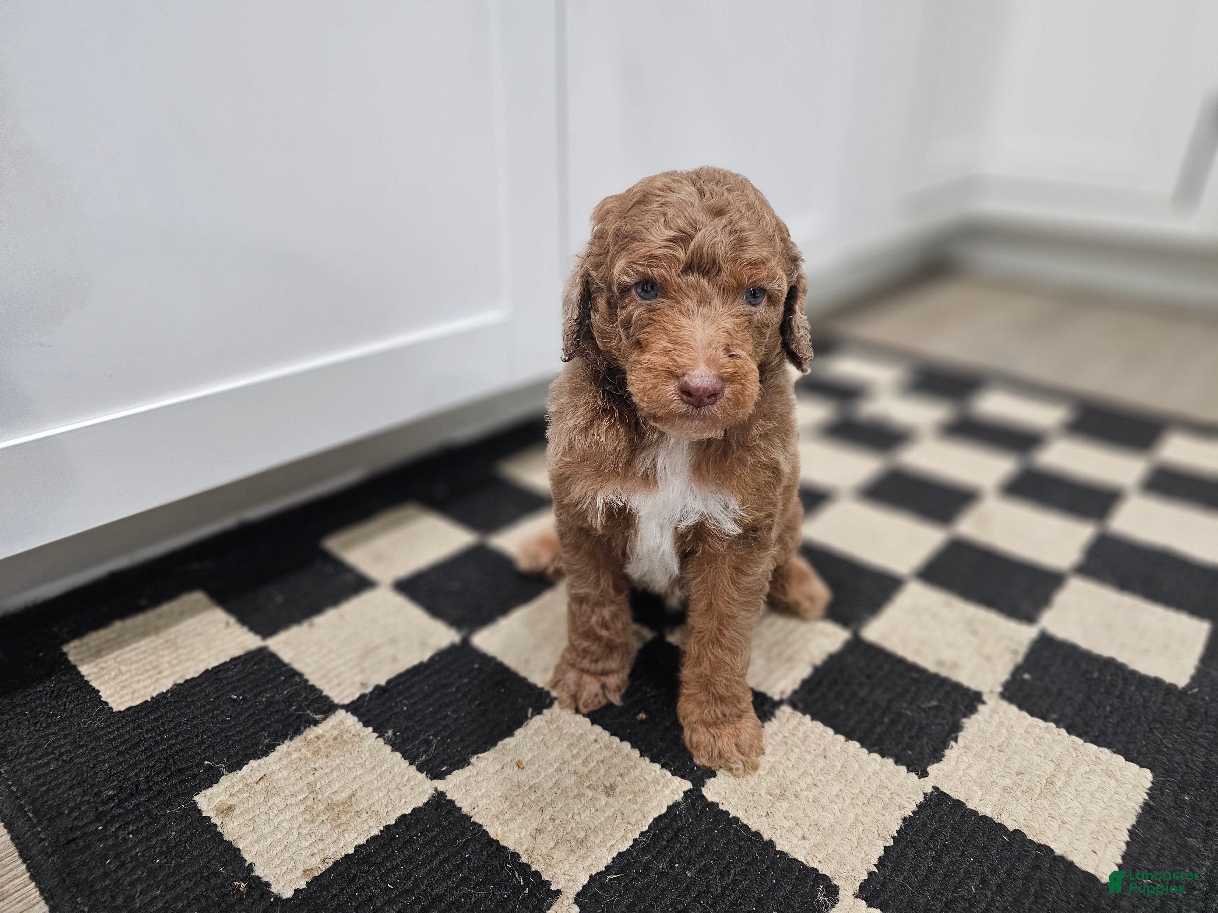 Standard Poodle dogs Dax - Ad 2
