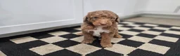 Standard Poodle dogs for sale: Dax - Ad 2