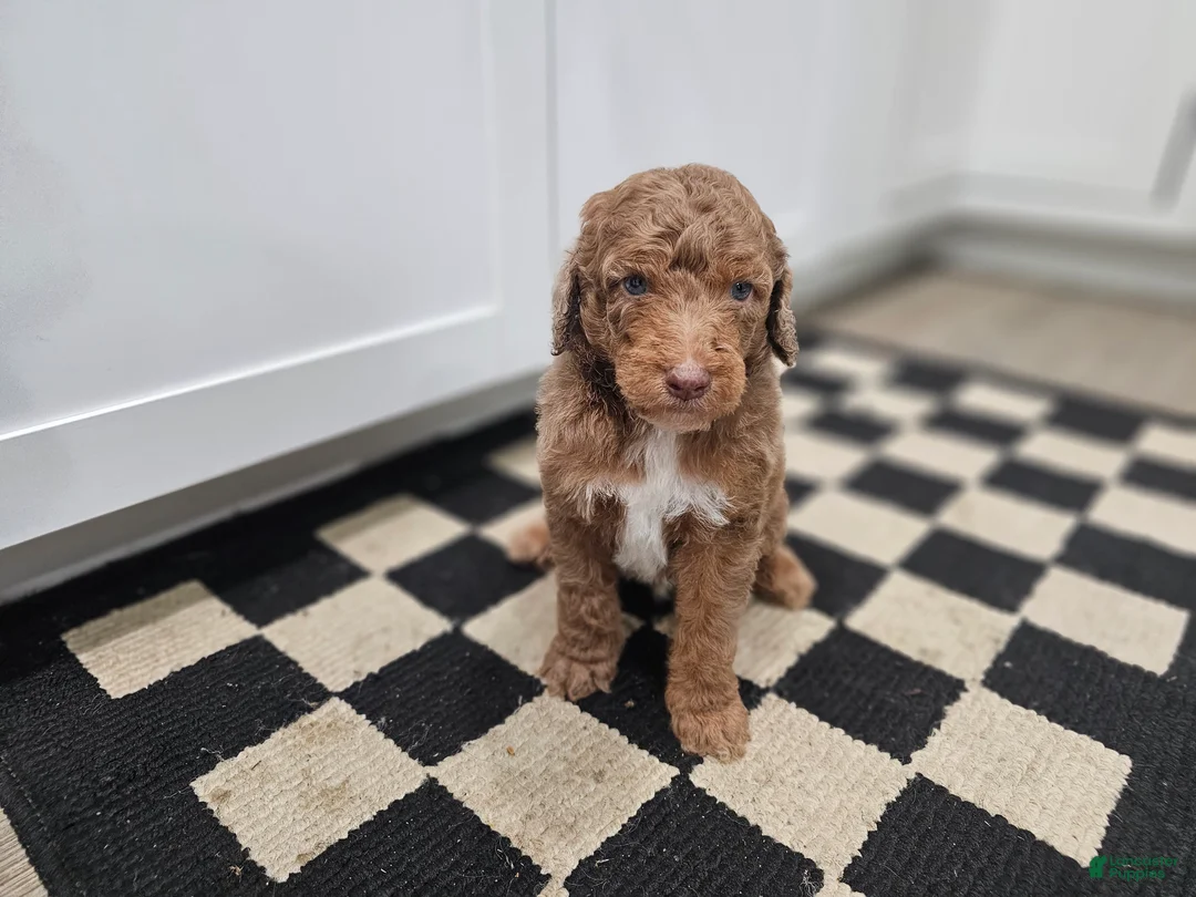 Standard Poodle dogs for sale: Dax - Ad 2