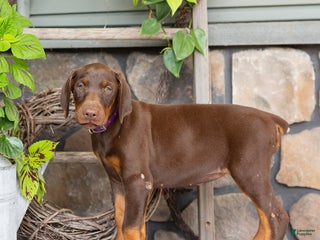 Doberman Pinscher dogs - Ad 28
